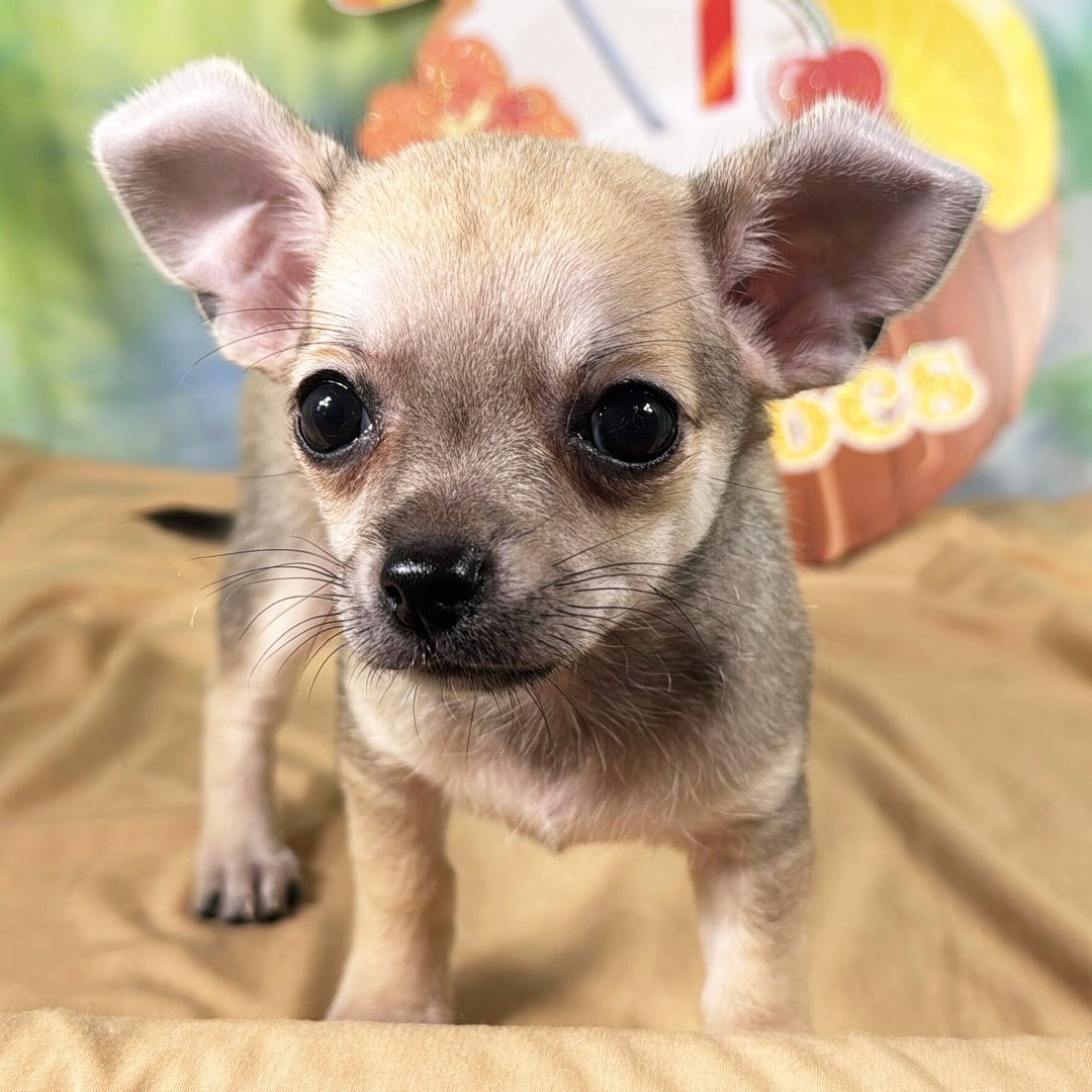 Chouchou Puppy 廃盤 犬 Chouchou Puppy 廃盤 犬 Chouchou Puppy 廃盤